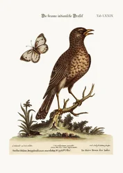 Die braune indische Drossel, 1749-73